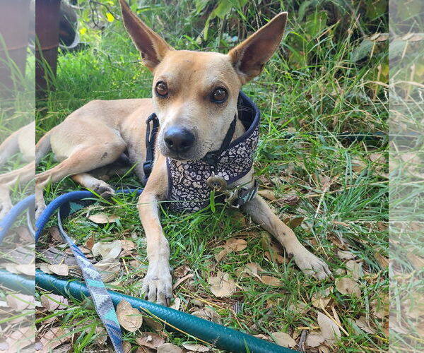 Medium Photo #1 Basenji-Unknown Mix Puppy For Sale in Los Angeles, CA, USA
