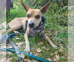 Small Basenji Mix