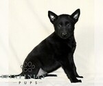 Small Photo #3 Belgian Malinois Puppy For Sale in RONKS, PA, USA