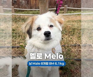 Pomeranian-pomeranian spitz Mix Dogs for adoption in Agoura Hills, CA, USA