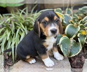 Beagle Puppy for sale in FORDLAND, MO, USA