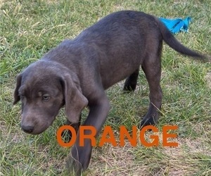Medium Labrador Retriever