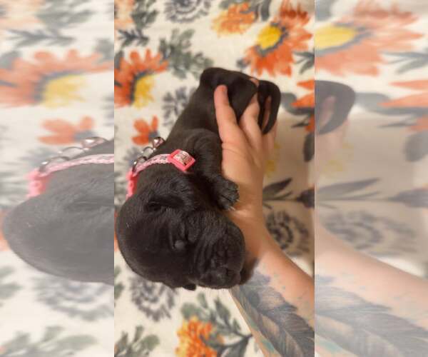 Medium Photo #3 Boxer-Unknown Mix Puppy For Sale in Holly Springs, NC, USA