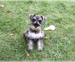 Autumn - Female Schnauzer (Miniature) Puppy for Sale - Small photo