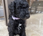 Puppy Lucy Poodle (Standard)