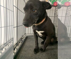 Chihuahua-Unknown Mix Dogs for adoption in Fairfield, IL, USA