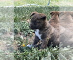 Small Boxer Mix