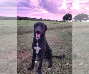 Labrador Retriever-Unknown Mix Dogs for adoption in FRAMINGHAM, MA, USA