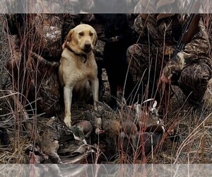 Father of the Labrador Retriever puppies born on 06/16/2026