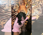 Puppy Puppy 7 American Bully