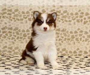 Pomsky Puppy for sale in DENVER, PA, USA