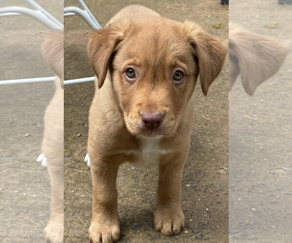 Medium Photo #2 Golden Labrador Puppy For Sale in Pottstown, PA, USA