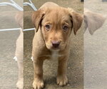 Small #1 Golden Labrador