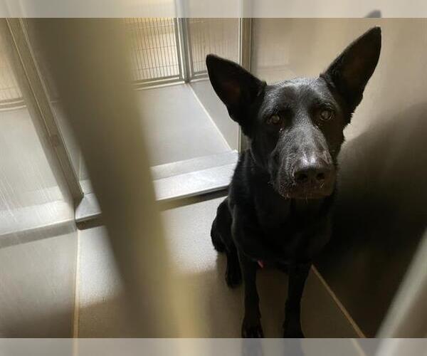 Medium Photo #2 German Shepherd Dog Puppy For Sale in Modesto, CA, USA