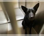 Small #1 German Shepherd Dog