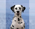 Small Photo #3 Dalmatian Puppy For Sale in WEBSTER, NY, USA