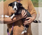 Small #1 Border Collie Mix