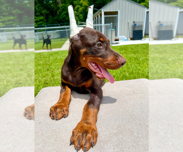 Medium Photo #1 Doberman Pinscher Puppy For Sale in LAKELAND, FL, USA