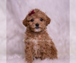 Small #1 Maltipoo (Miniature)