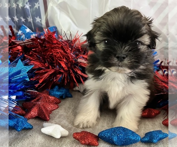 Medium Photo #1 Shih Tzu Puppy For Sale in DENTON, MD, USA
