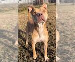 Small #1 Boxer-Carolina Dog Mix