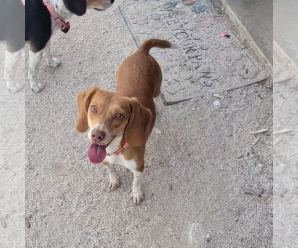 Medium Photo #2 Beagle Puppy For Sale in Las Vegas, NV, USA