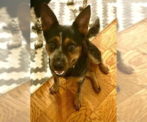 Mutt Dogs for adoption in Garden City, NY, USA