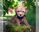 Small #7 ShihPoo