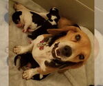 Small #4 Beagle
