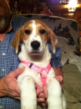Medium Photo #1 Bagle Hound Puppy For Sale in JASPER, GA, USA