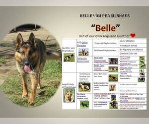 Mother of the German Shepherd Dog puppies born on 01/20/2025