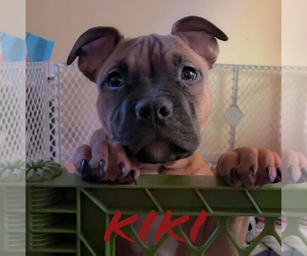 Medium Photo #1 Boxer-Unknown Mix Puppy For Sale in Holly Springs, NC, USA