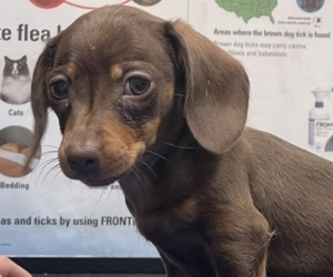 Dachshund Puppy for sale in CHESTER, GA, USA