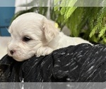 Small Photo #11 Maltese Puppy For Sale in ROCK STREAM, NY, USA