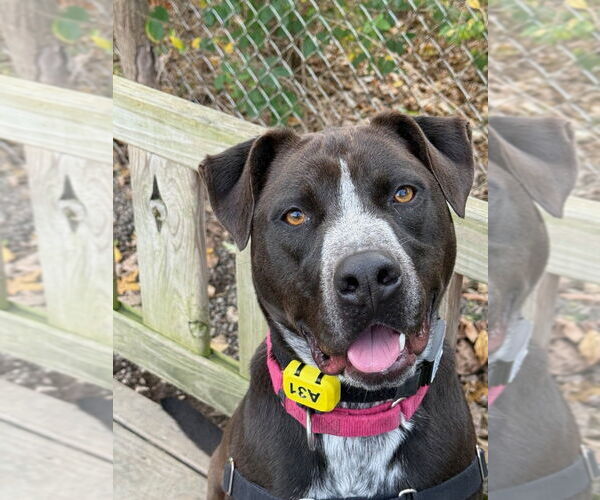 Medium Photo #27 Mutt Puppy For Sale in Elmsford, NY, USA