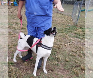 Sandy - Female Canaan Dog-Pointer Mix Dog for Adoption - Photo #8