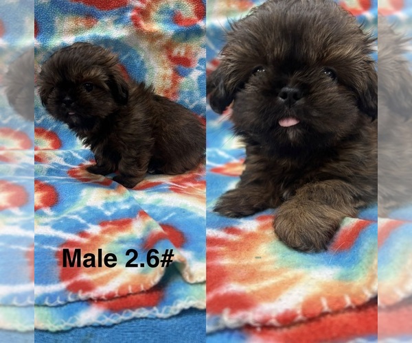 Medium Photo #1 Shih Tzu Puppy For Sale in NEW BOSTON, TX, USA