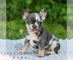 Small #3 French Bulldog