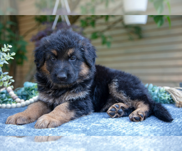 Medium Photo #3 German Shepherd Dog Puppy For Sale in MANTON, MI, USA