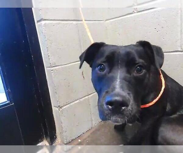 Medium Photo #1 Labrador Retriever Puppy For Sale in Tulsa, OK, USA