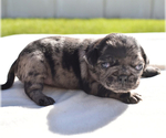 Small #5 Pug