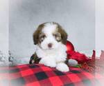 Small Photo #8 Bernedoodle-Poodle (Miniature) Mix Puppy For Sale in DALTON, OH, USA