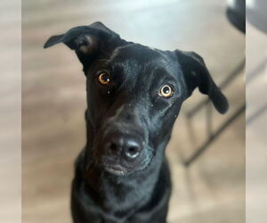 Sheprador Dogs for adoption in Laramie, WY, USA