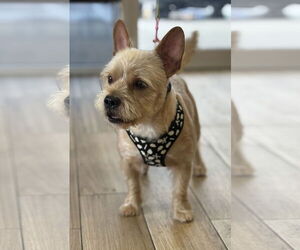 Mutt Dogs for adoption in Valrico, FL, USA