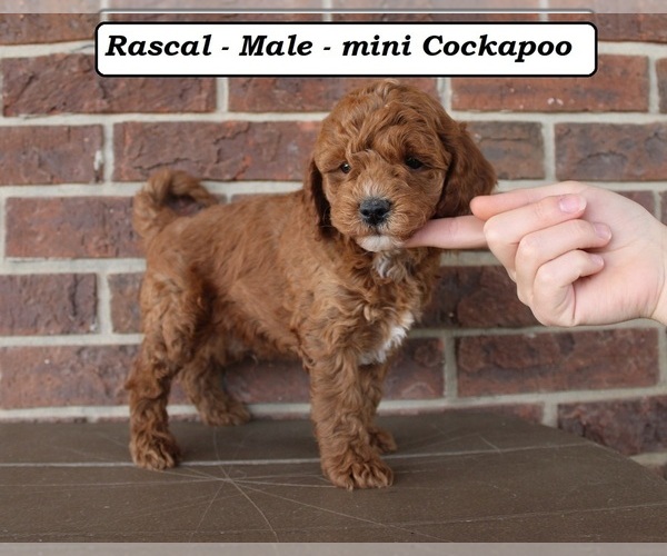 Medium Photo #2 Cockapoo (Miniature) Puppy For Sale in CLARKRANGE, TN, USA