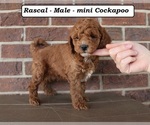 Small #1 Cockapoo (Miniature)