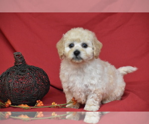 Bichpoo Puppy for Sale in ELDORADO, Ohio USA