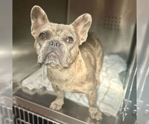 French Bulldog Dogs for adoption in Rancho Cucamonga, CA, USA