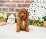 Small #13 Cavapoo (Miniature)