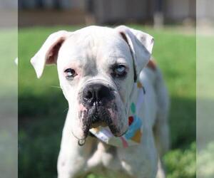 Boxer-Unknown Mix Dogs for adoption in San Antonio, TX, USA
